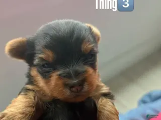 Yorkshire Terrier dogs Yorkshire Terrier Puppy 3 - Ad 2