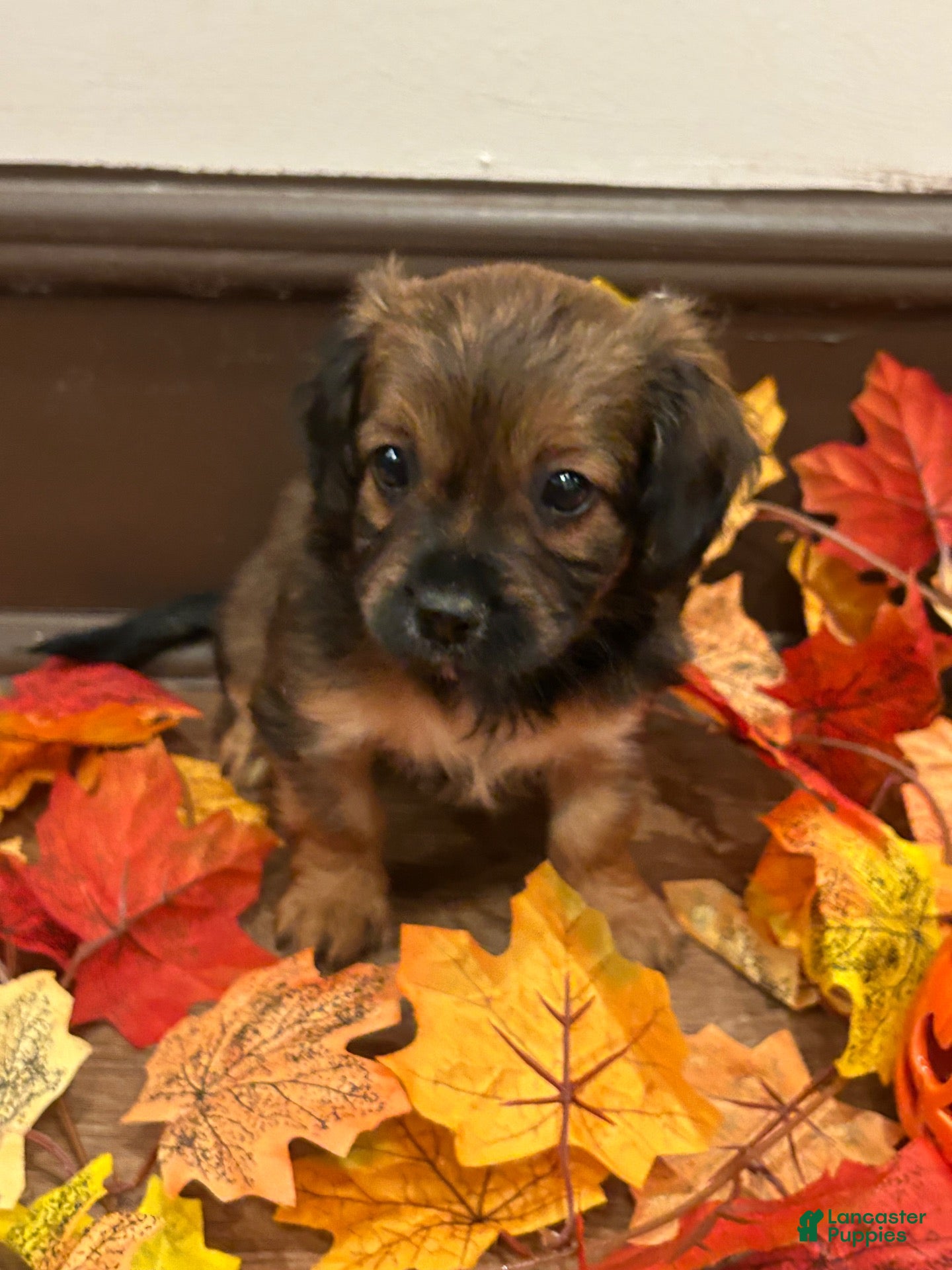 Mixed Breed dogs Mixed Breed 2 - Ad 22