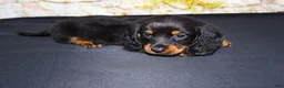 Miniature Dachshund dogs for sale: Ripp - Ad 7