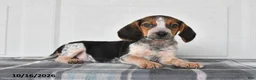 Beagle dogs for sale: Parker - Ad 2