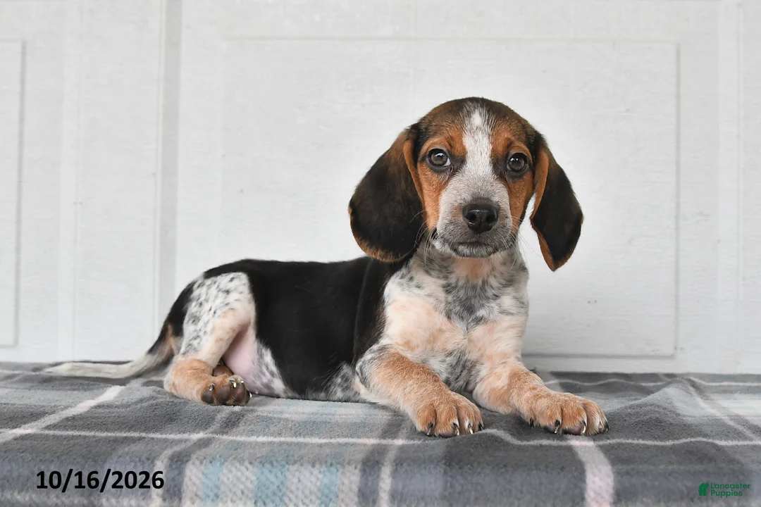 Beagle dogs for sale: Parker - Ad 2