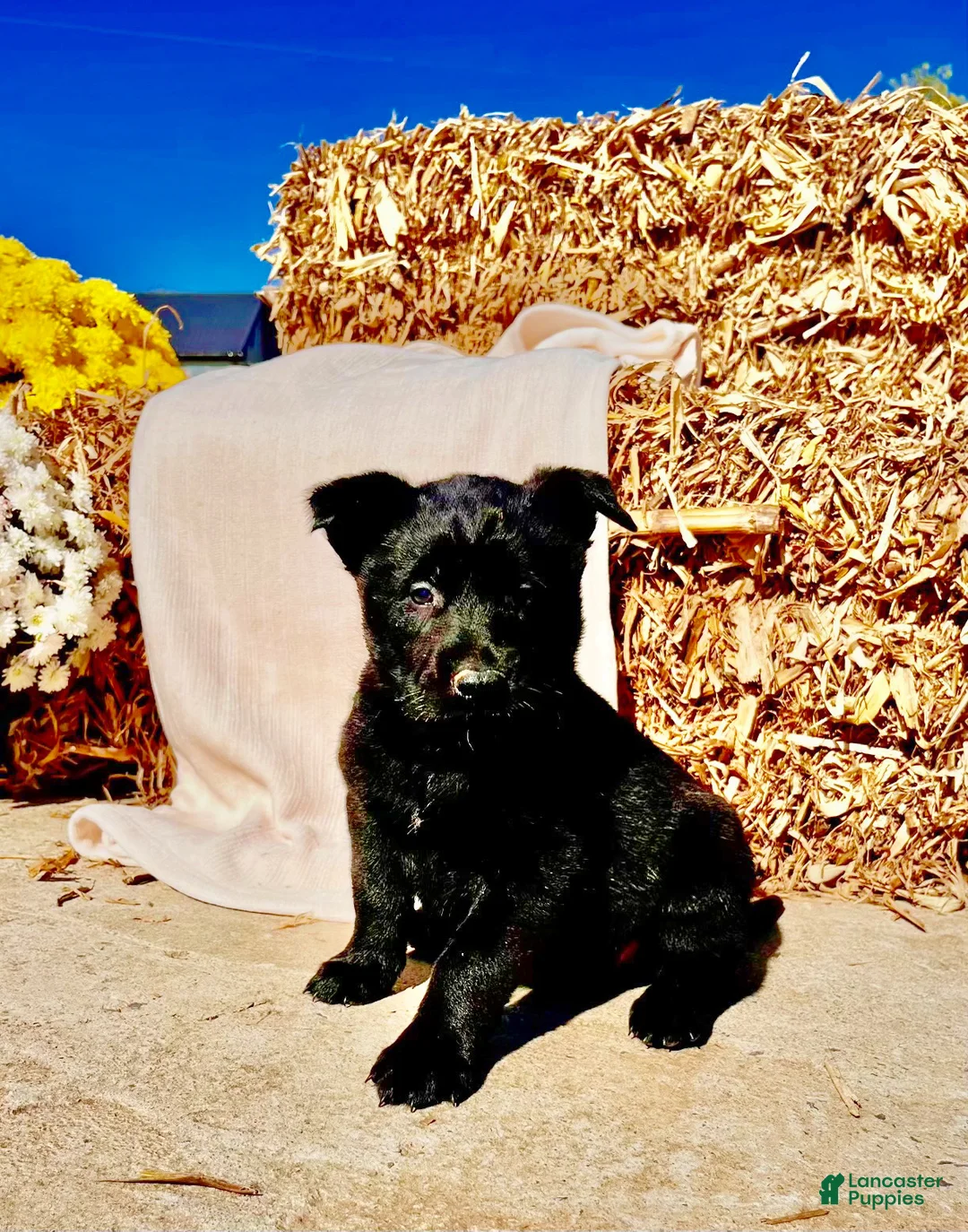 Belgian Malinois dogs for sale: Blair❤️AKC Mom and Dad are here to meet  - Ad 1