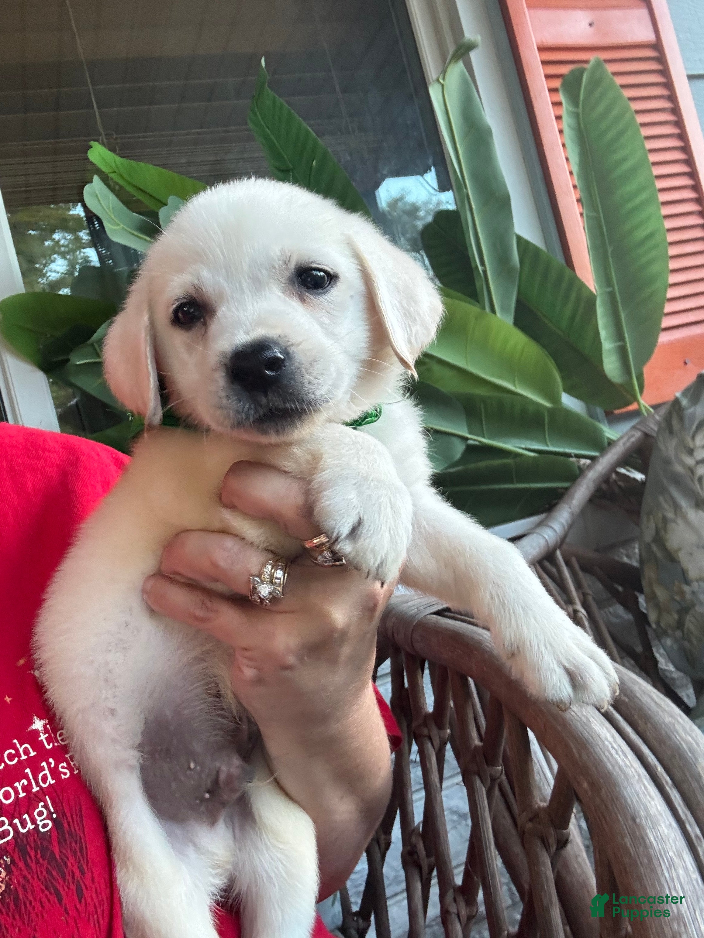 Labrador Retriever dogs Labrador Retriever Male Tanner - Ad 12