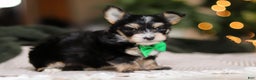 Morkie dogs for sale: Oliver - Ad 5