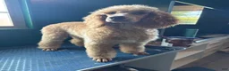 Mixed Breed dogs for sale: Mixed Breed 1 - Ad 13