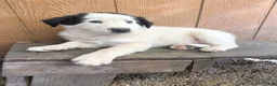 Border Collie dogs for sale: Border Collie 1 - Ad 3
