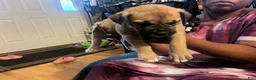 Mixed Breed dogs for sale: Big Boi - Ad 4