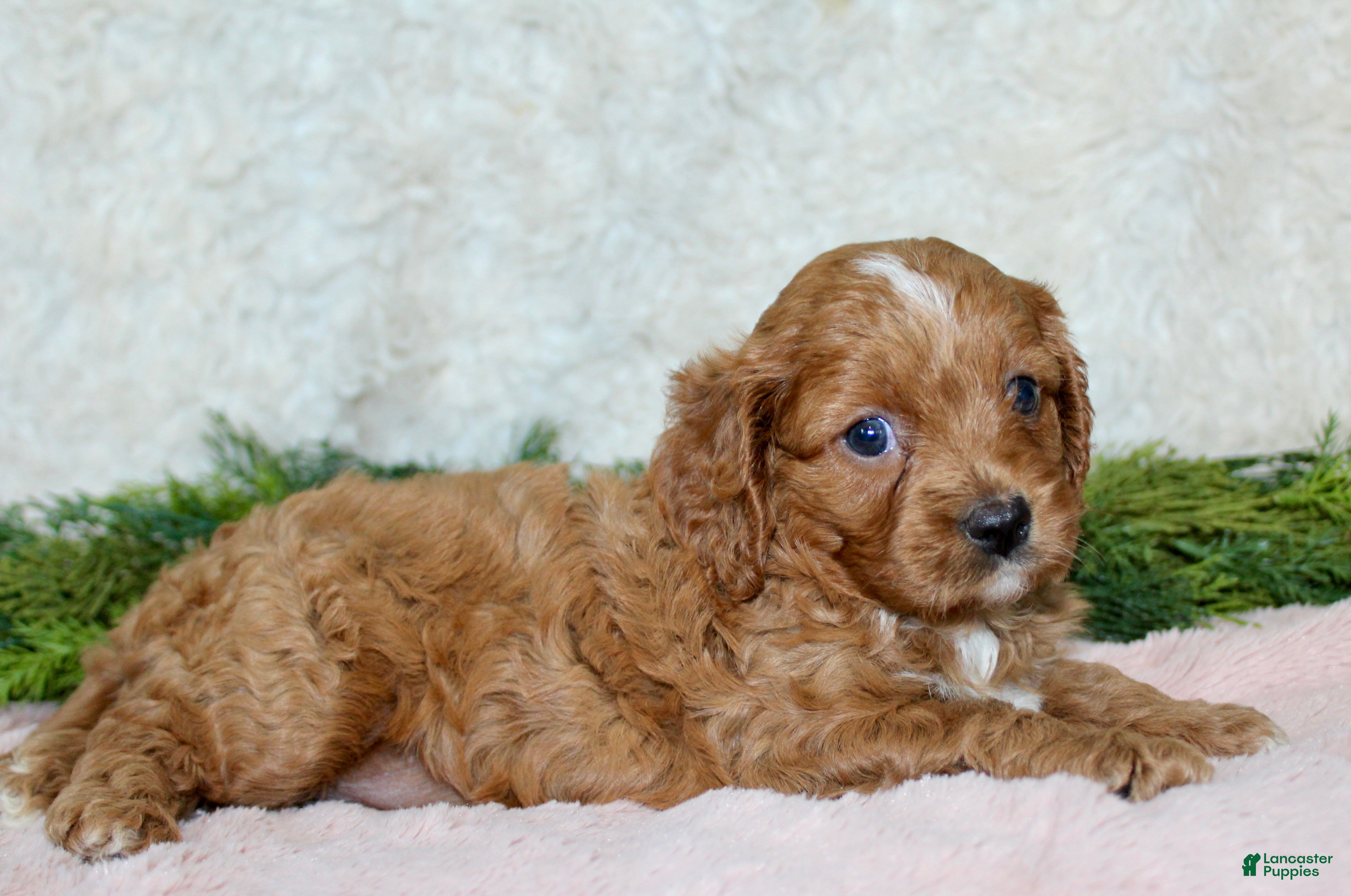 Cavapoo dogs Cavapoo 2 - Ad 28