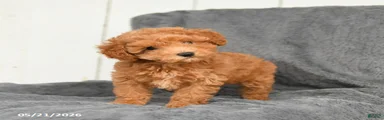 Lulu