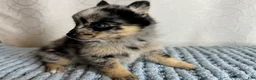 Pomsky dogs for sale: Romy - Ad 3