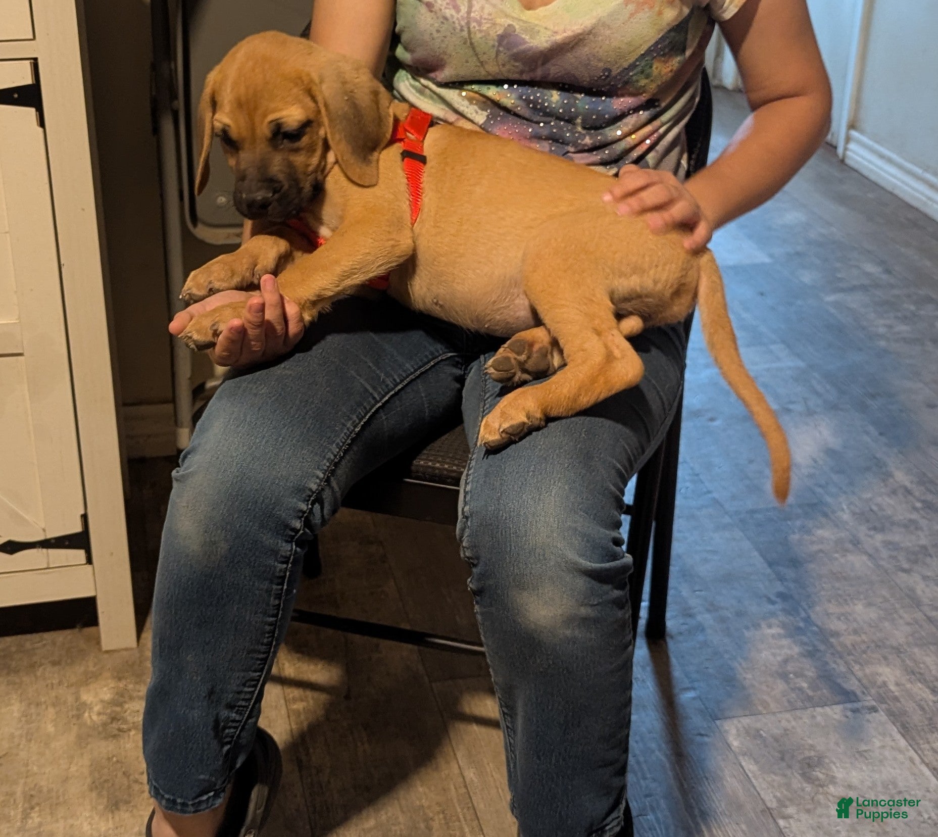 English Mastiff dogs English Mastiff 2 - Ad 1