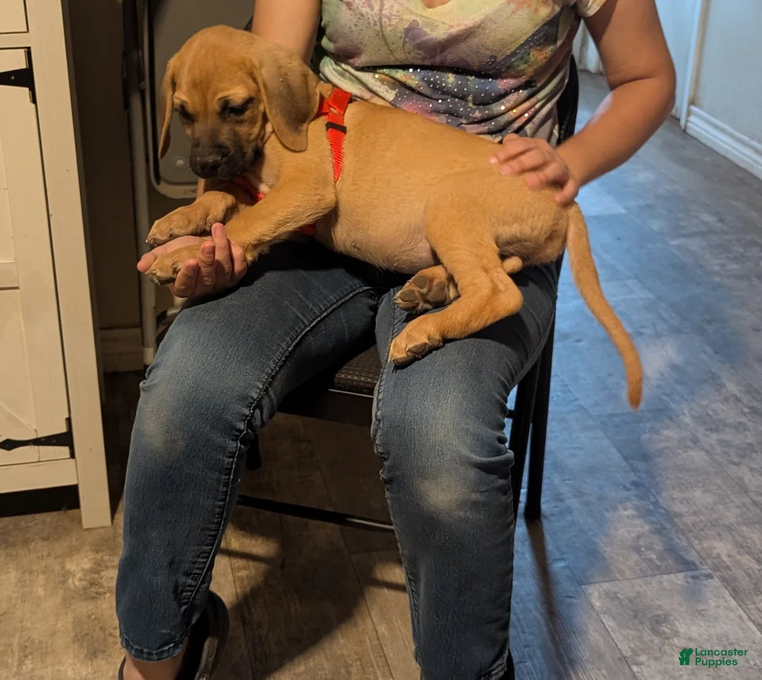 English Mastiff dogs for sale: English Mastiff 2 - Ad 1