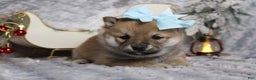 Shiba Inu dogs for sale: Coniac - Ad 3