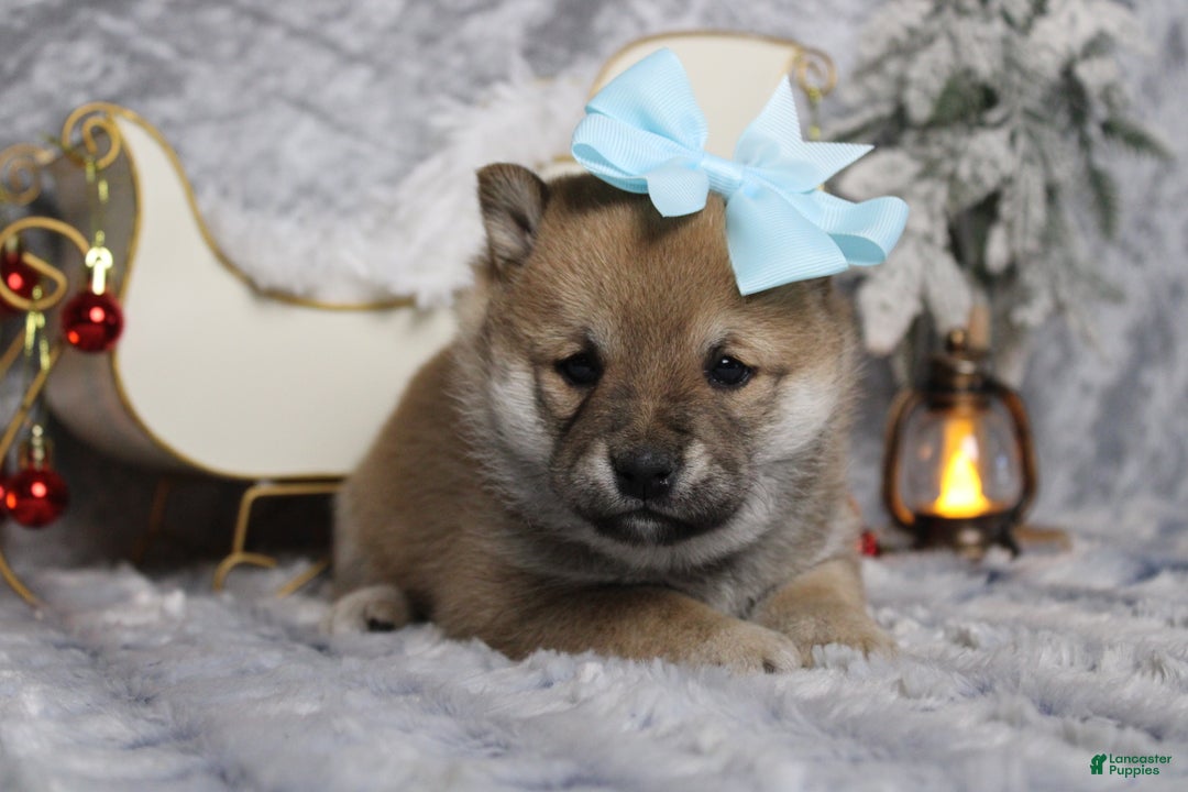 Shiba Inu dogs for sale: Coniac - Ad 3