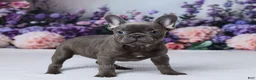 French Bulldog dogs for sale: Nyx - Ad 3