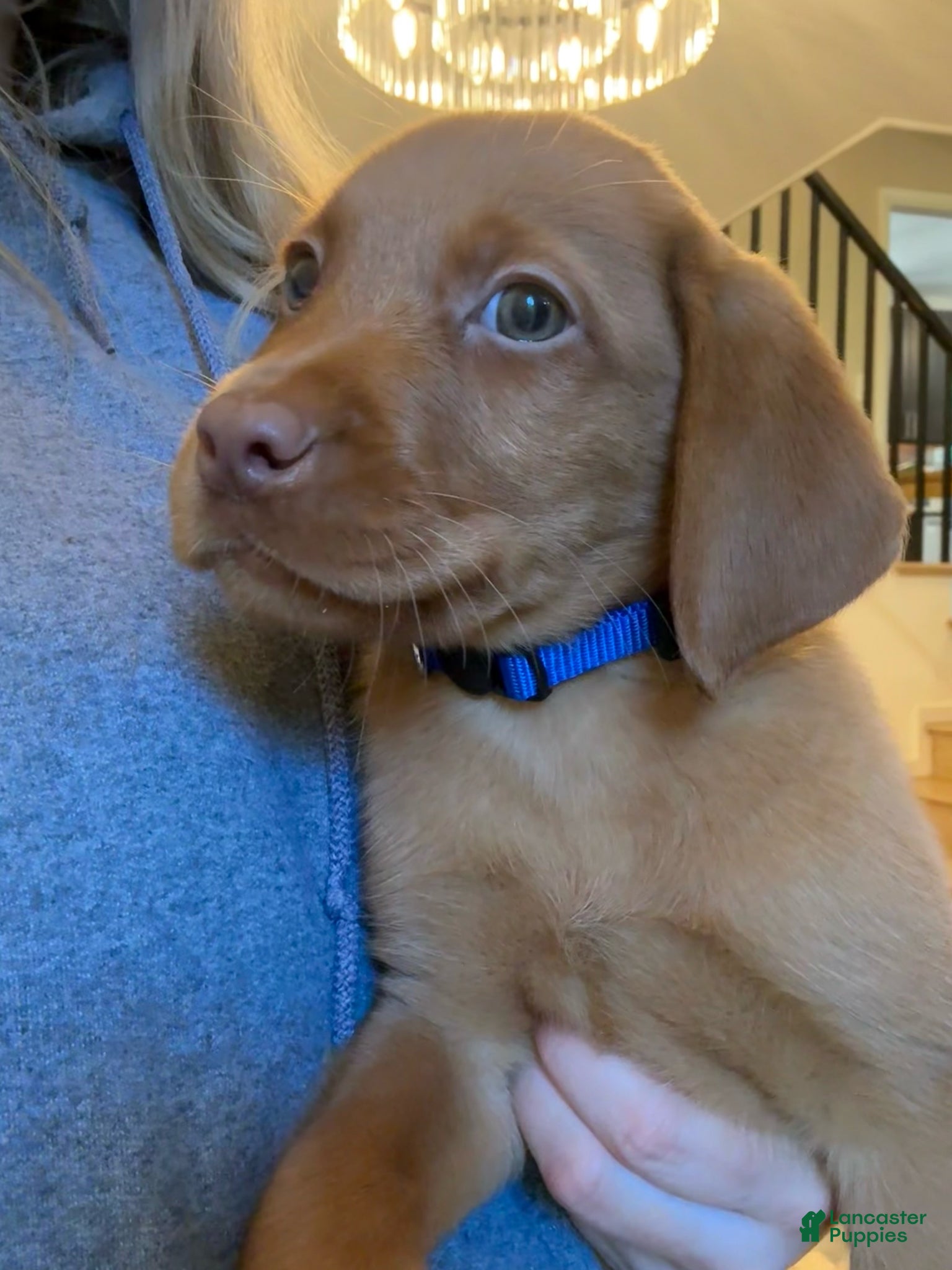Labrador Retriever dogs Blue Collar Fox Red Lab Puppy - Ad 2
