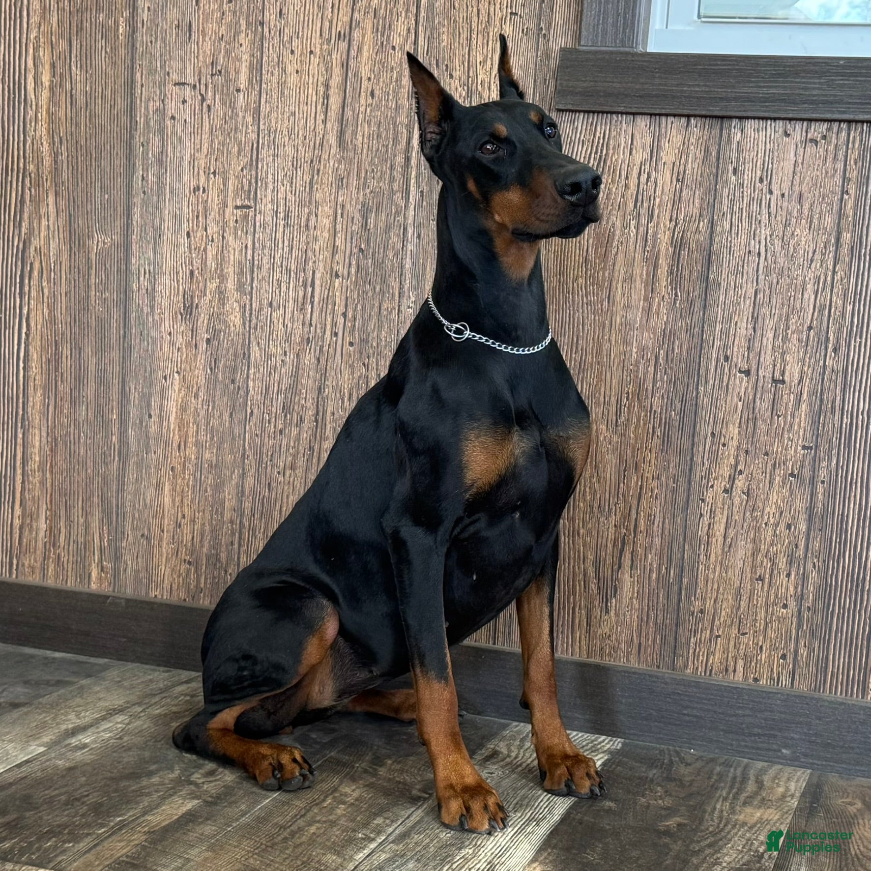 Doberman Pinscher dogs Luna - Ad 2