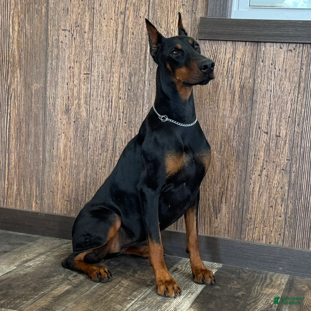 Doberman Pinscher dogs for sale: Luna - Ad 2
