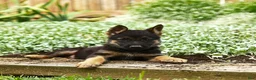 German Shepherd dogs for sale: Violet - Ad 3
