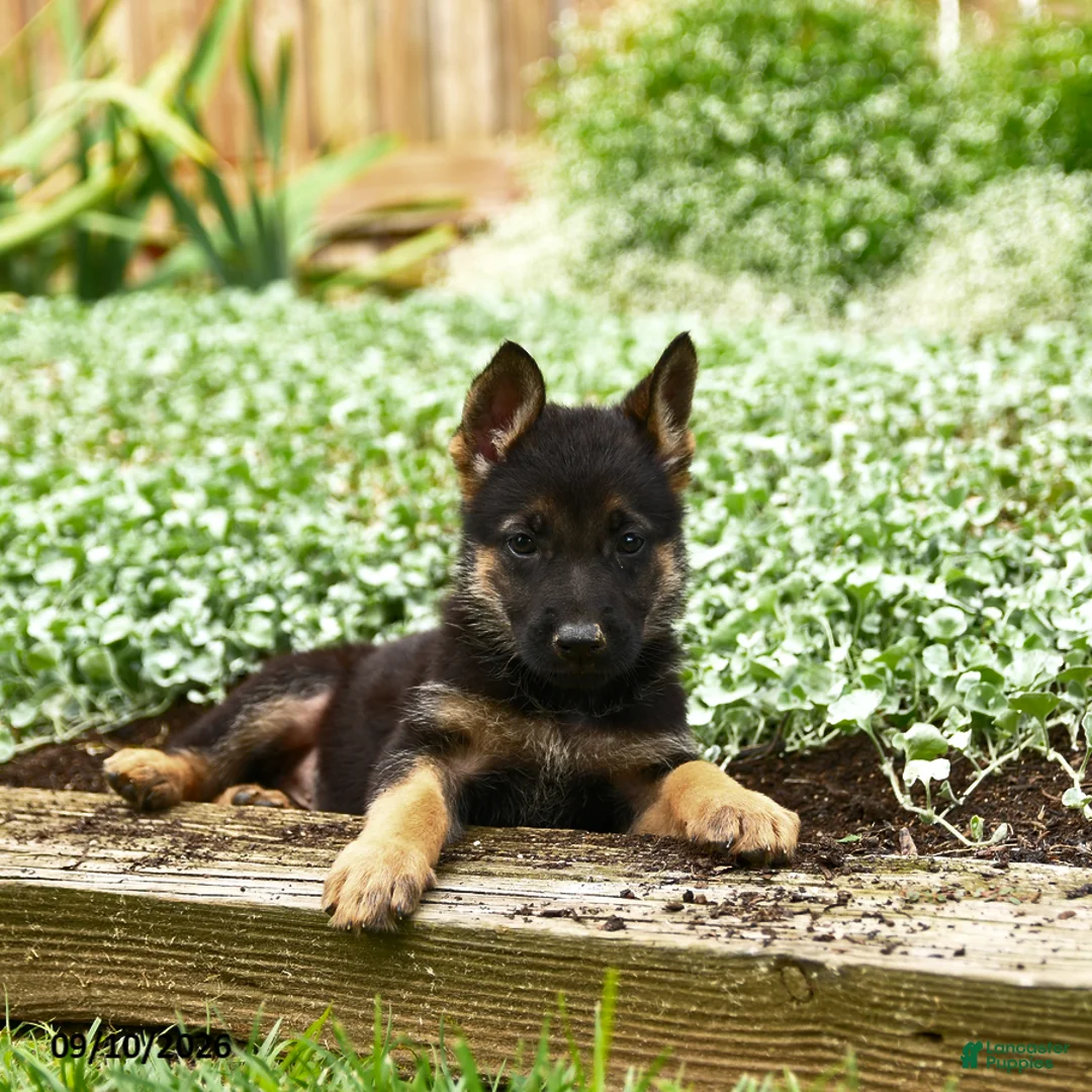 German Shepherd dogs for sale: Violet - Ad 3