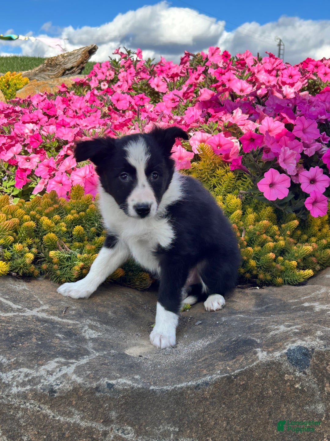 Mixed Breed dogs for sale: Hudson - Ad 2