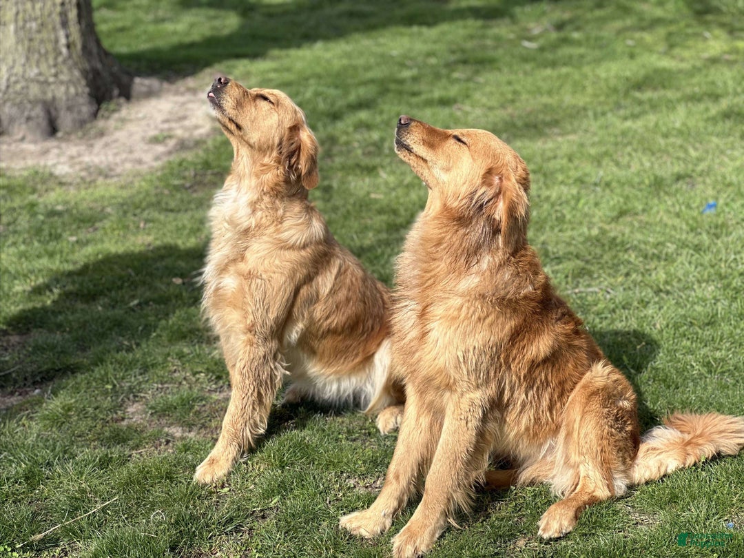 Golden Retriever dogs for sale: Golden Retriever Dark Pink Girl - Ad 43