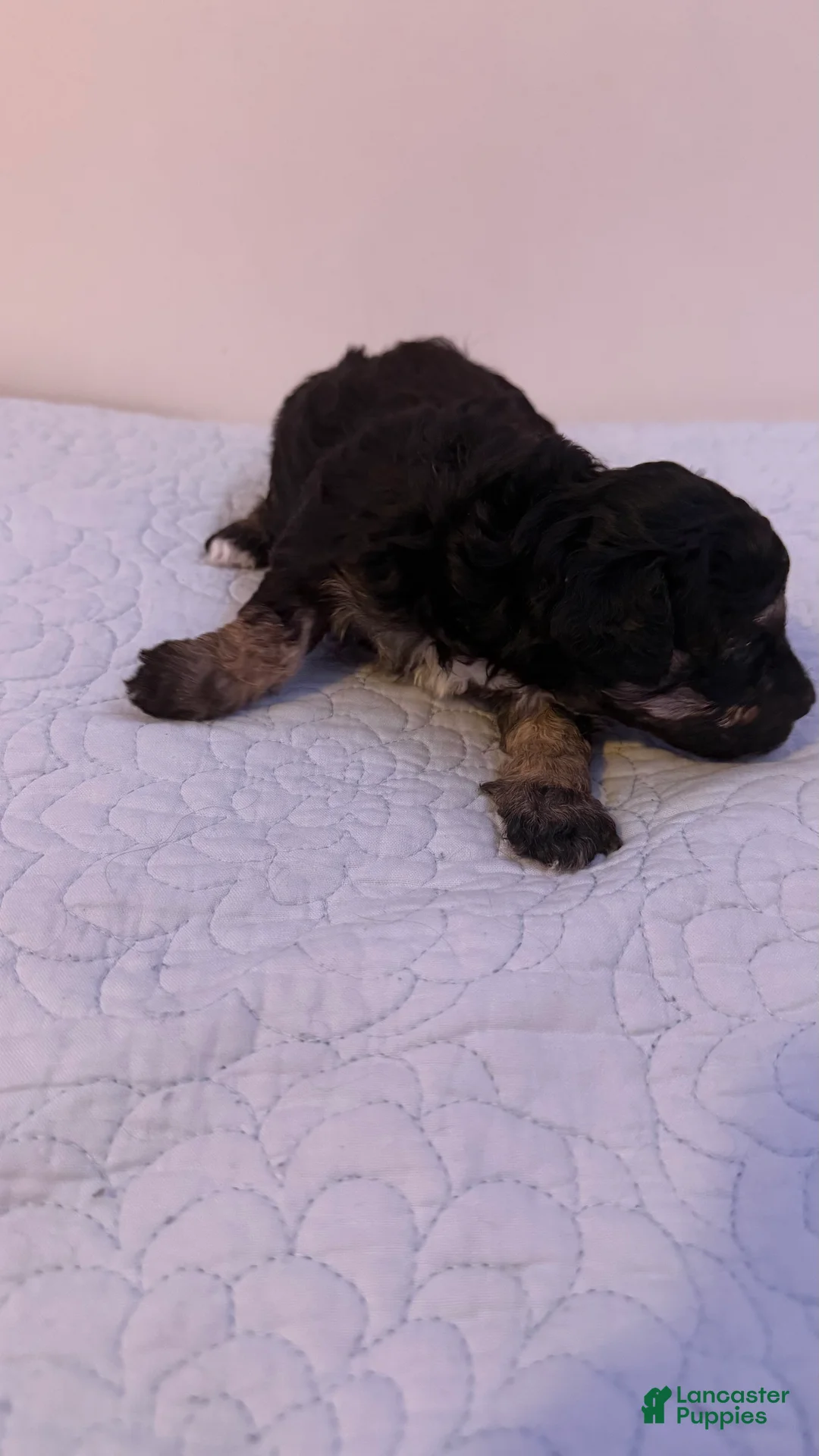 Mini Bernedoodle dogs for sale: Mini Poodle Puppy 3 - Ad 2