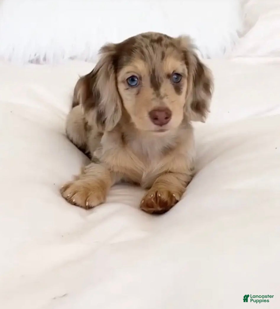 Dachshund dogs Bella - Ad 40