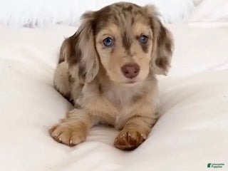 Dachshund dogs Bella - Ad 40
