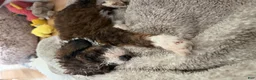 Bernedoodle dogs for sale: DINKY - Ad 21