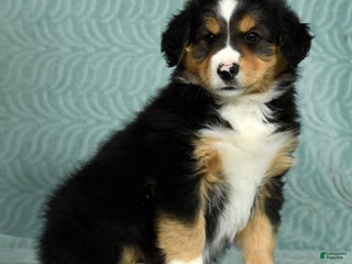 Australian Shepherd dogs Jack - Ad 21