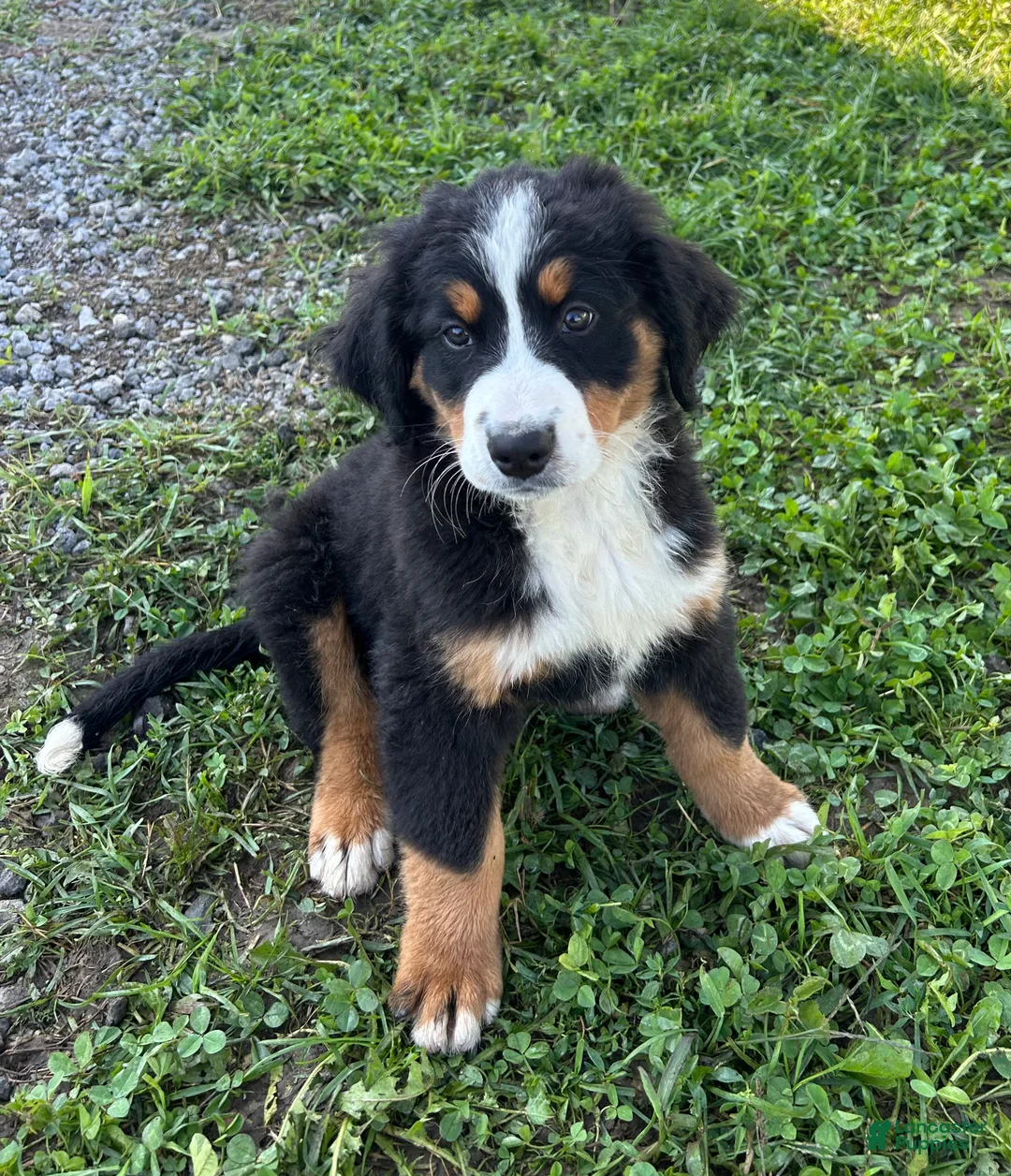 Bernese Mountain Dog dogs for sale: Primrose - Ad 1