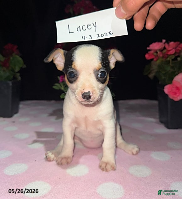 Chihuahua dogs Lacey - Ad 1
