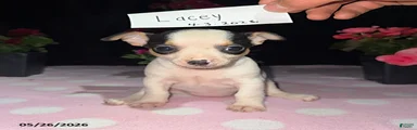 Lacey