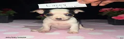 Chihuahua dogs for sale: Lacey - Ad 1