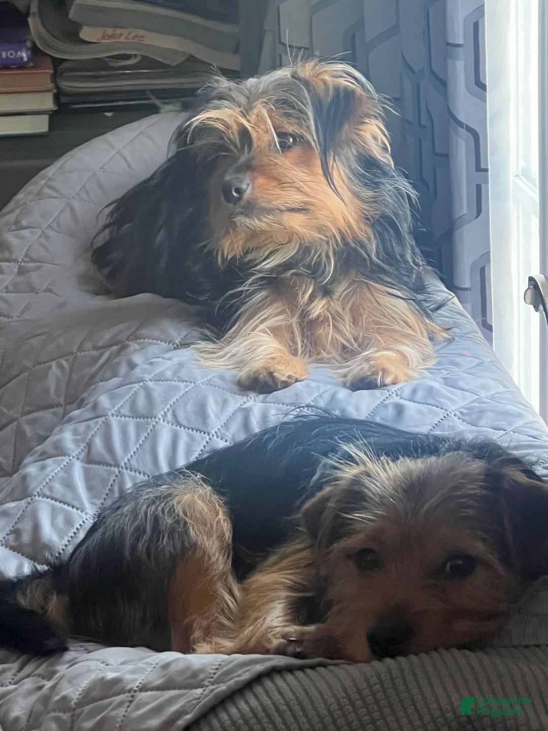 Chorkie dogs for sale: Chorkie 3 - Ad 3