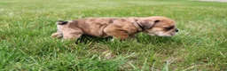 English Bulldog dogs for sale: Dash - Ad 6