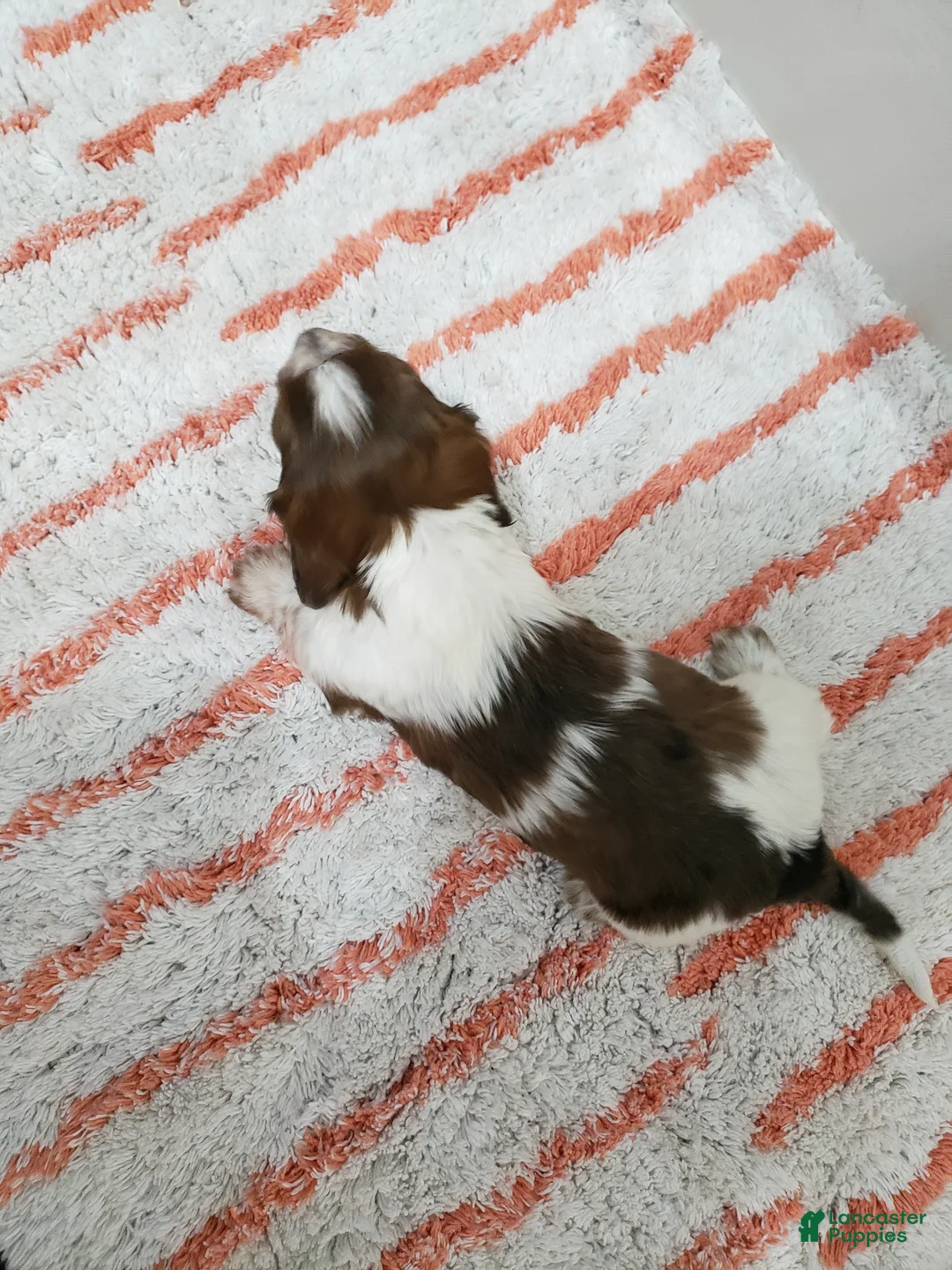 Miniature Dachshund dogs for sale: Rob - Ad 4