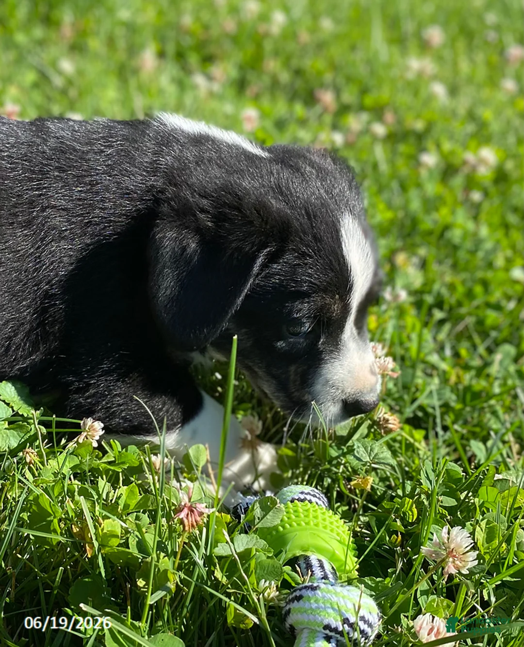 Mixed Breed dogs for sale: Panda - Ad 2