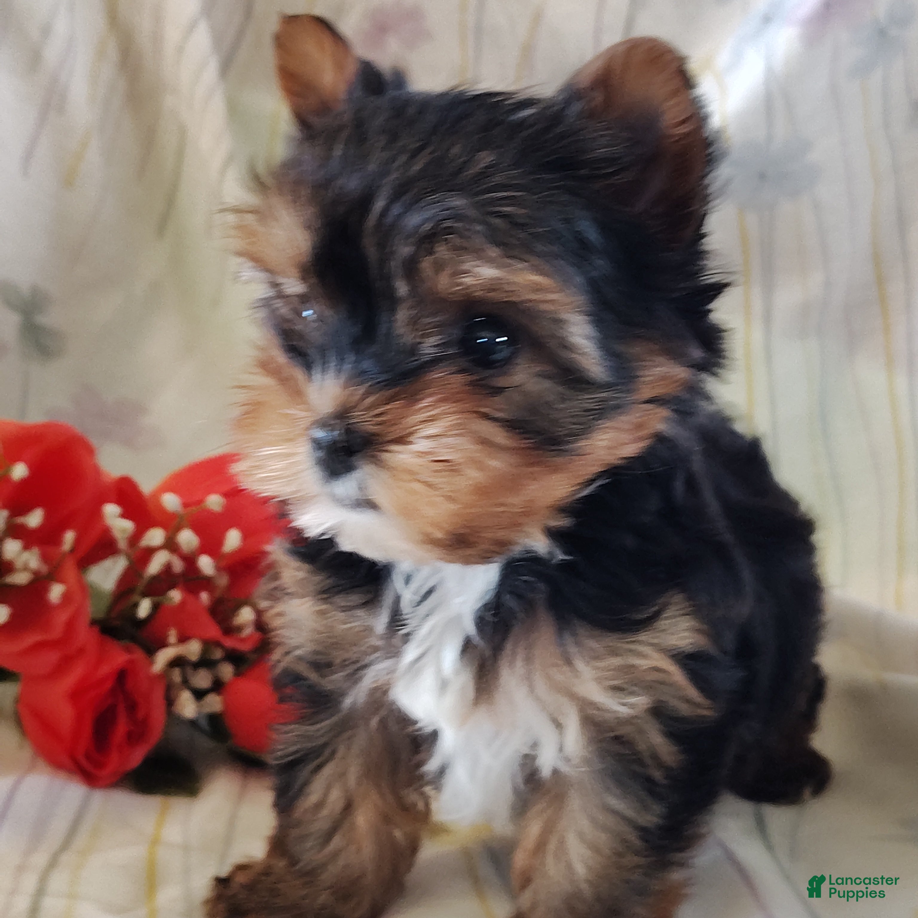 Yorkshire Terrier dogs Sasha - Ad 1