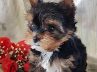 Yorkshire Terrier dogs for sale: Sasha - Ad 3