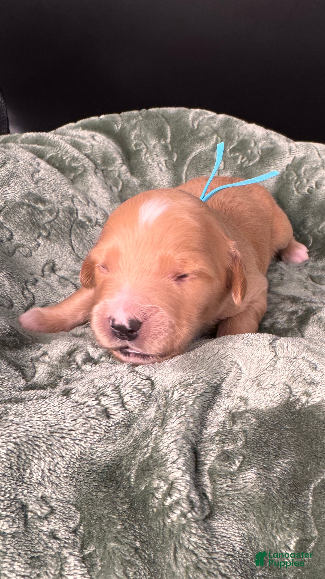 Mini Goldendoodle dogs for sale: Loki F one - Ad 11