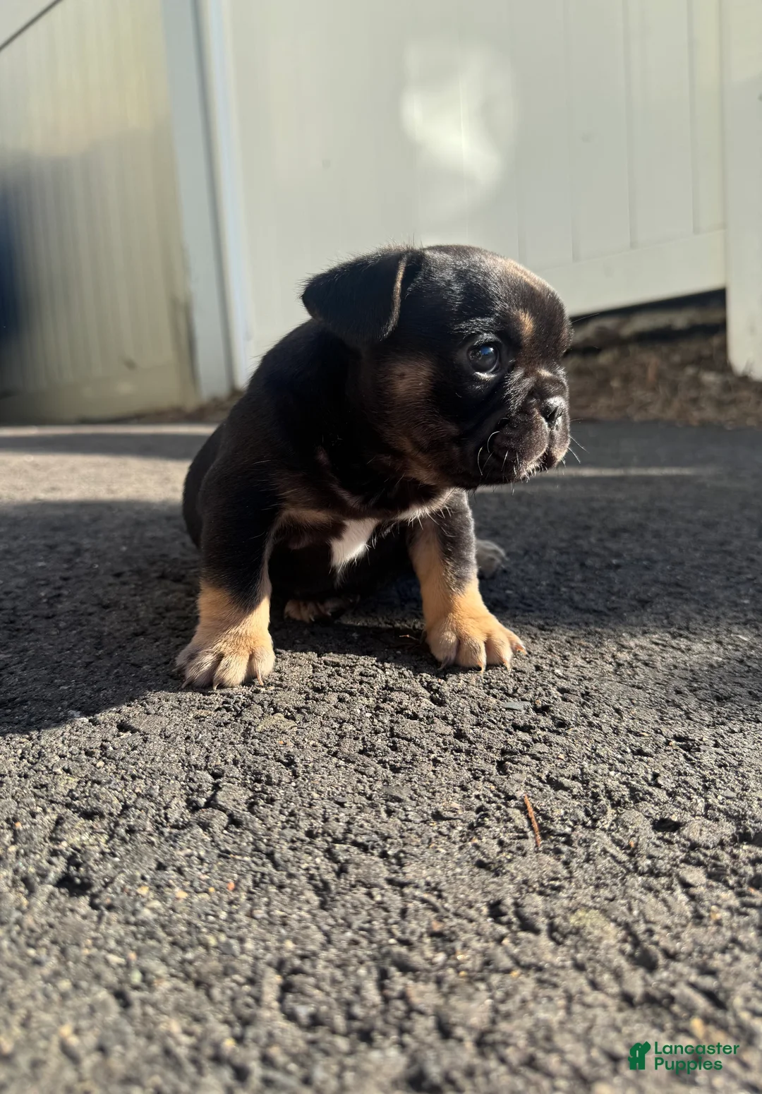 French Bulldog dogs for sale: Venus - Ad 2