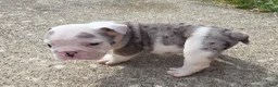 English Bulldog dogs for sale: Toby - Ad 9