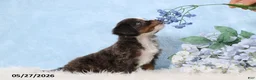 Mini Bernedoodle dogs for sale: Sophia - Ad 3