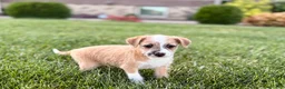 Mixed Breed dogs for sale: Italian greyhound/Havanese Cory  - Ad 5