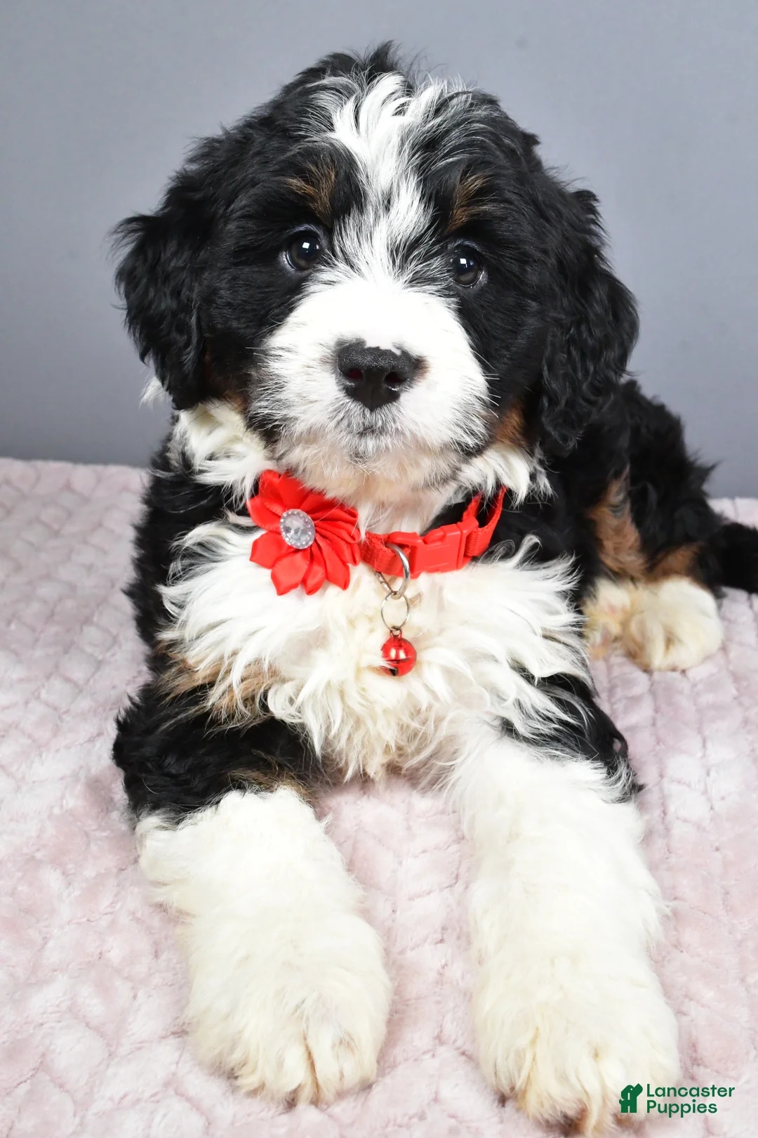 Mini Bernedoodle dogs for sale: Bailey - Ad 4