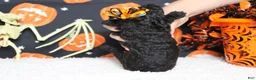 Toy Poodle dogs for sale: Sydney - Ad 11