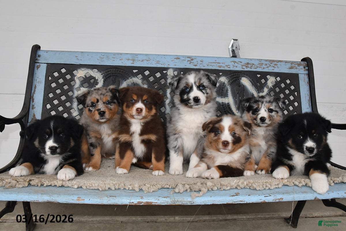 Australian Shepherd dogs Sky - Ad 2