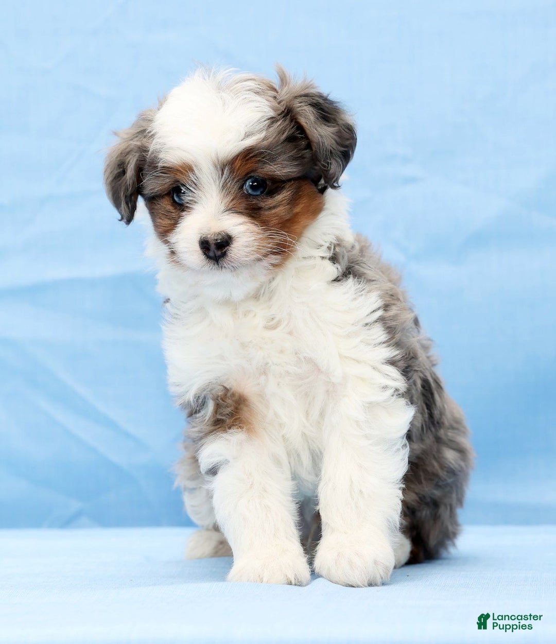Mini Aussiedoodle dogs for sale: Wyatt - Ad 7